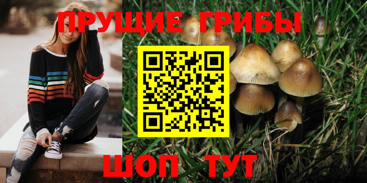Галлюциногенные грибы Новозыбков