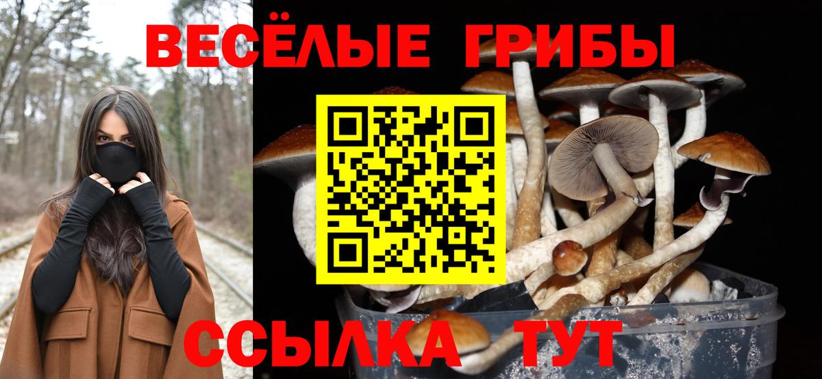 Новозыбков  Псилоцибиновые грибы мицелий  Вход с VPN 