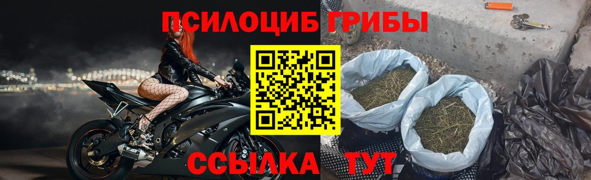 Галлюциногенные грибы Psilocybine cubensis Новозыбков
